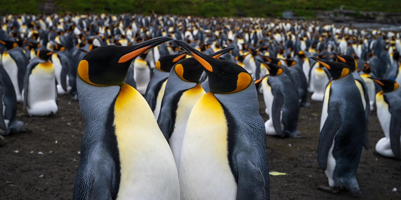 Pingüinos del Índico: sobrevivir en la era del cambio climático