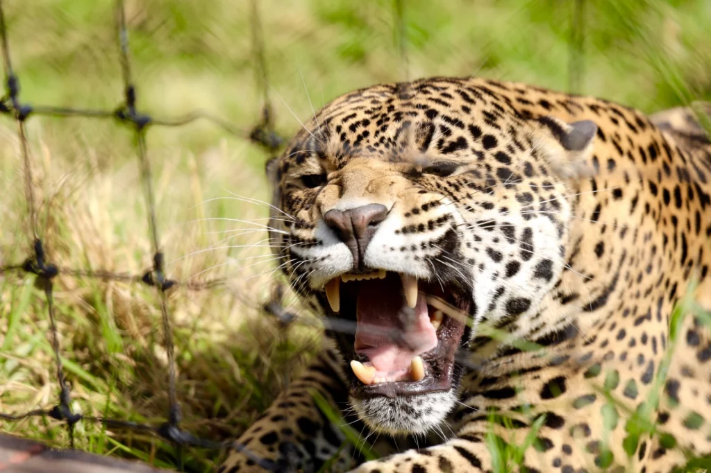 Santuario Jaguar