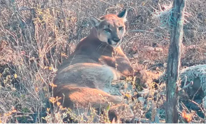 Encuentran a ejemplar de puma en un corral de ganado, en Ixmiquilpan