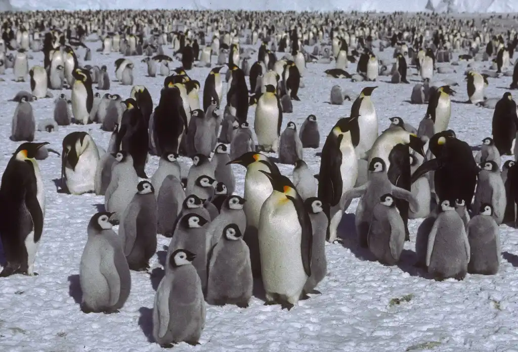 Colonia de pingüinos emperador es descubierta en la Antártida