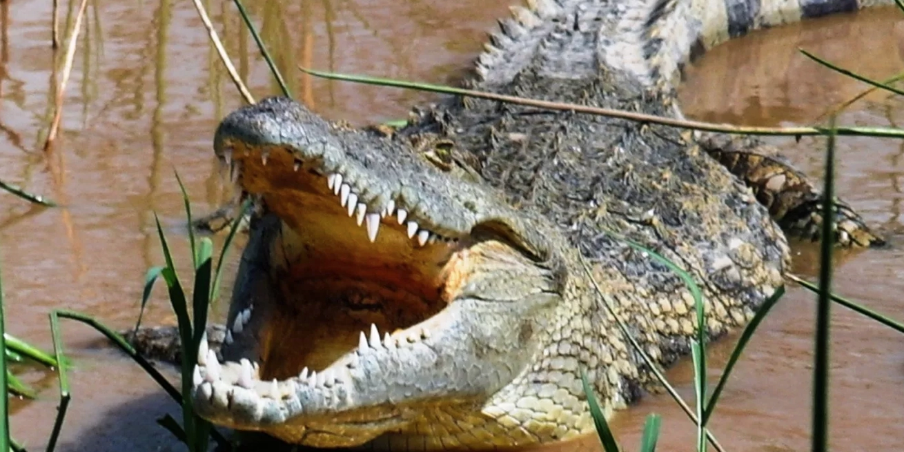 Cocodrilo