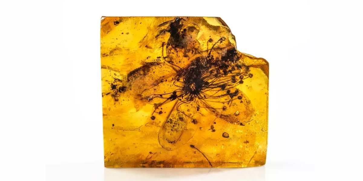 Investigadoras obtienen polen de una flor de 40 millones de años