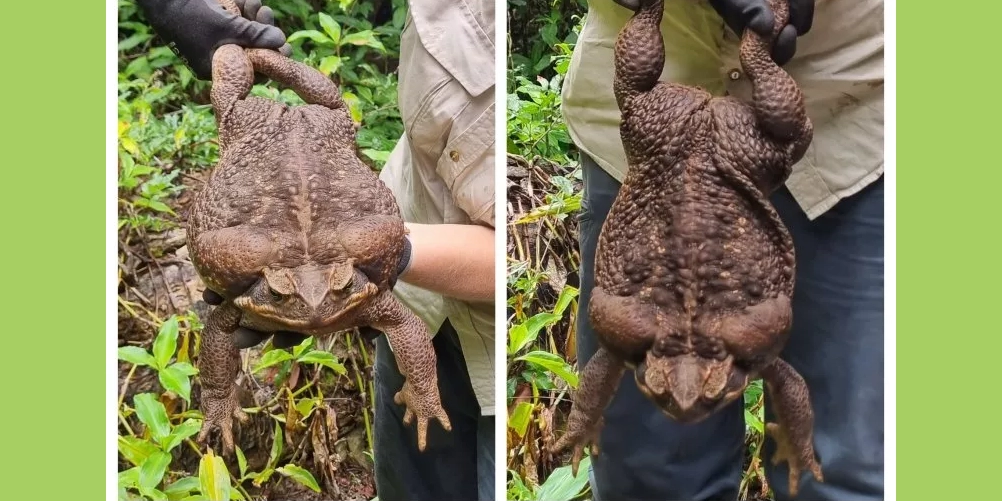 Sapo gigante