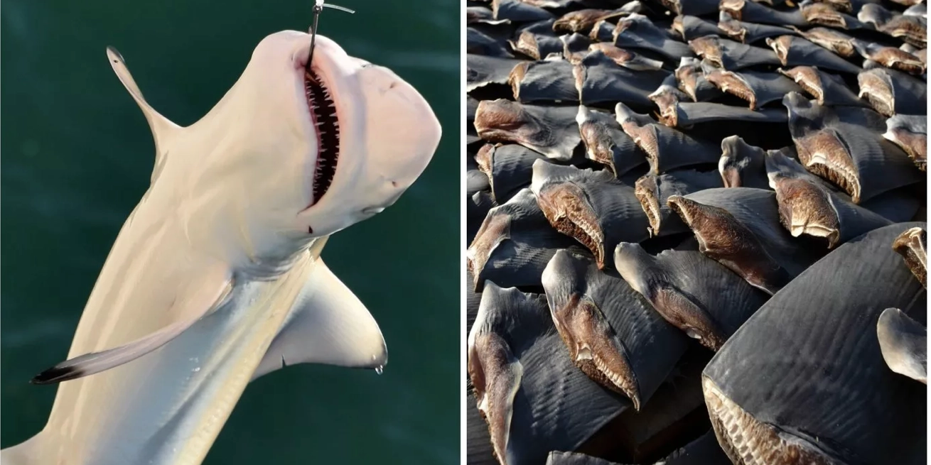 Tiburones