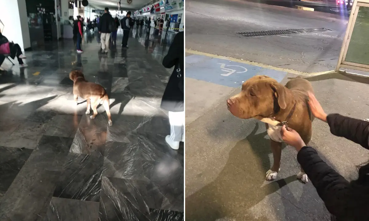 Perrito llega en autobús hasta Pachuca; estaba perdido