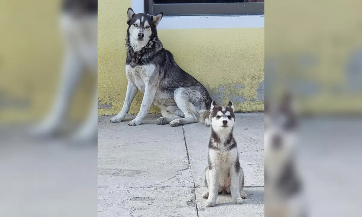 Recuperan a 2 perros que fueron secuestrados en El Huixmí