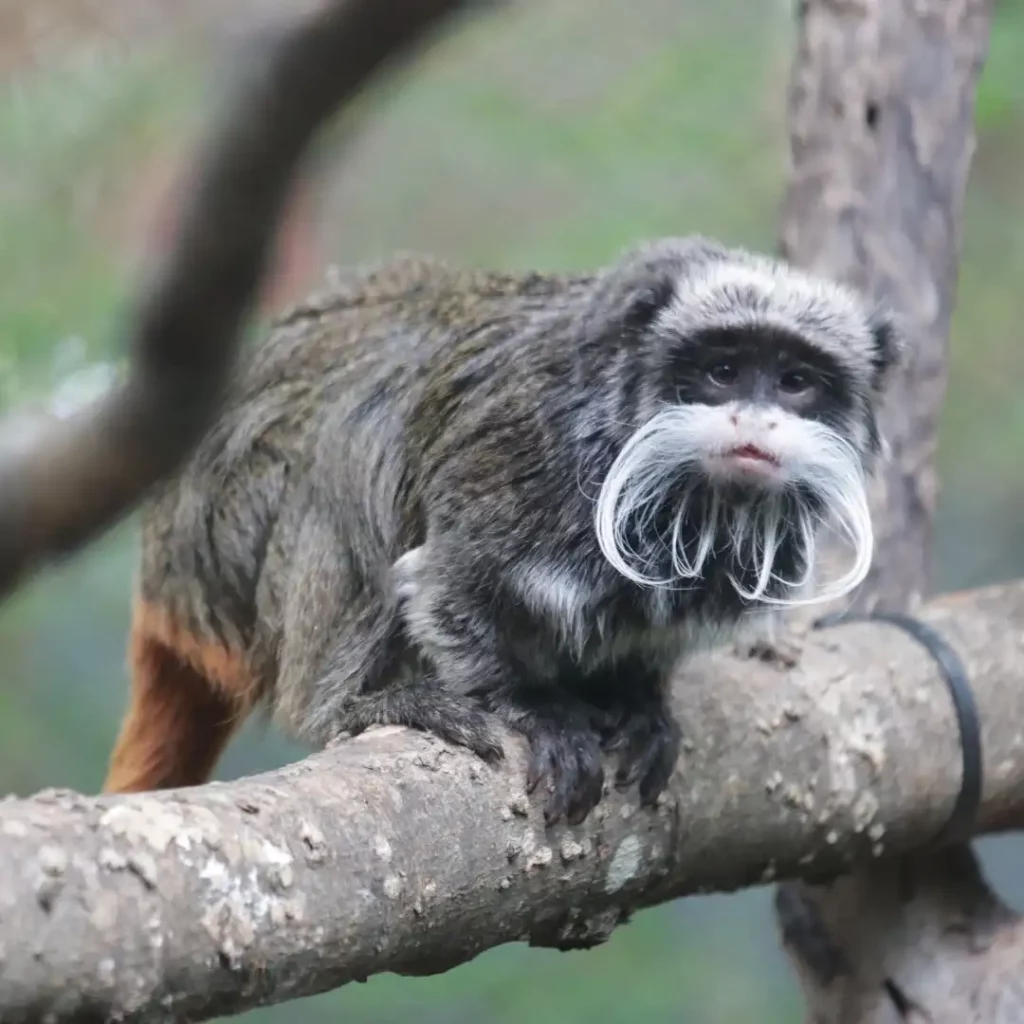 Con la desaparición de dos monos, suman tres incidentes en zoológico de Dallas