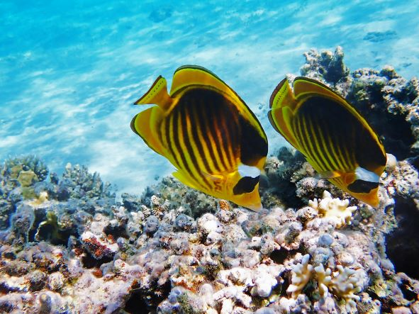 blanqueamiento de corales peces.