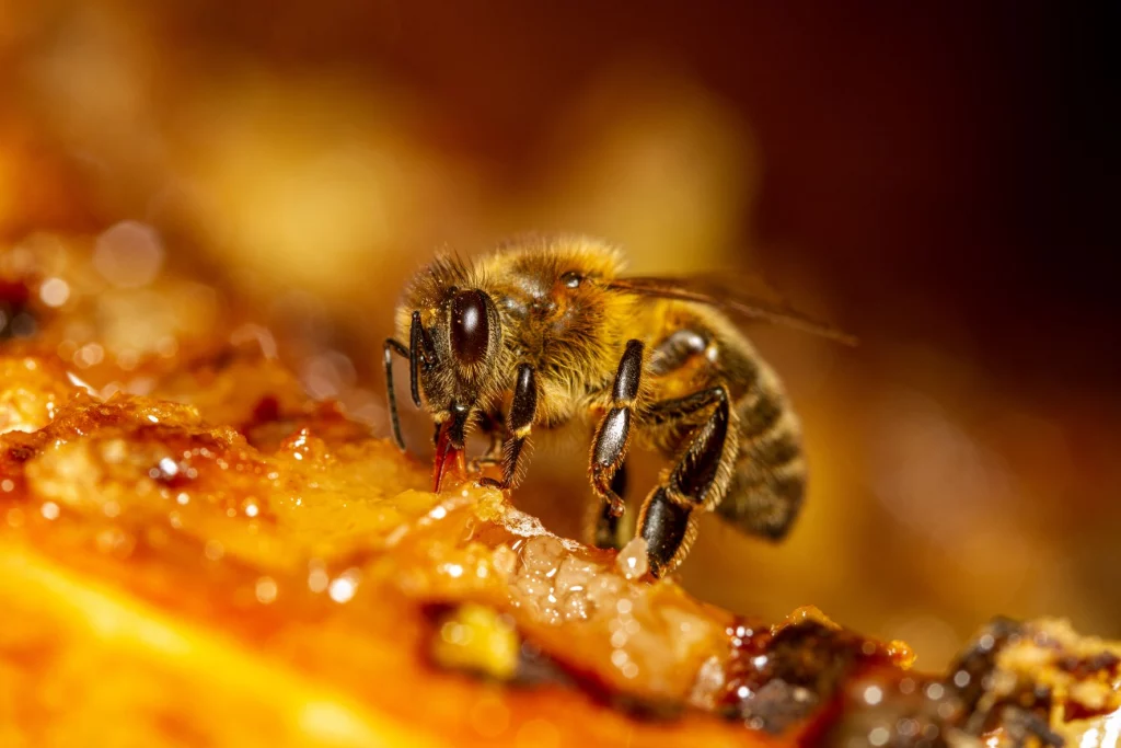 Vacuna para insectos: en qué consiste y cómo ayuda a las abejas