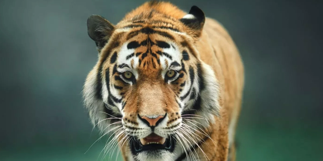 Abuelo y nieto mueren en dos diferentes ataques de tigre en menos de 24 horas