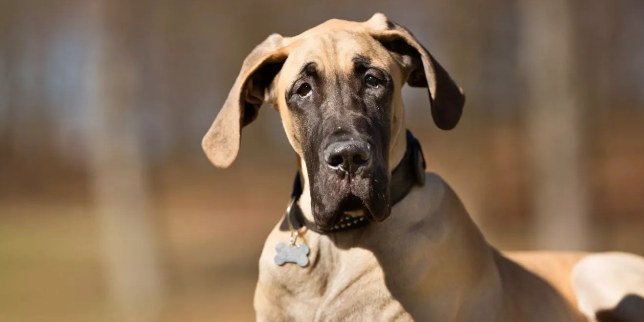 Cáncer perros