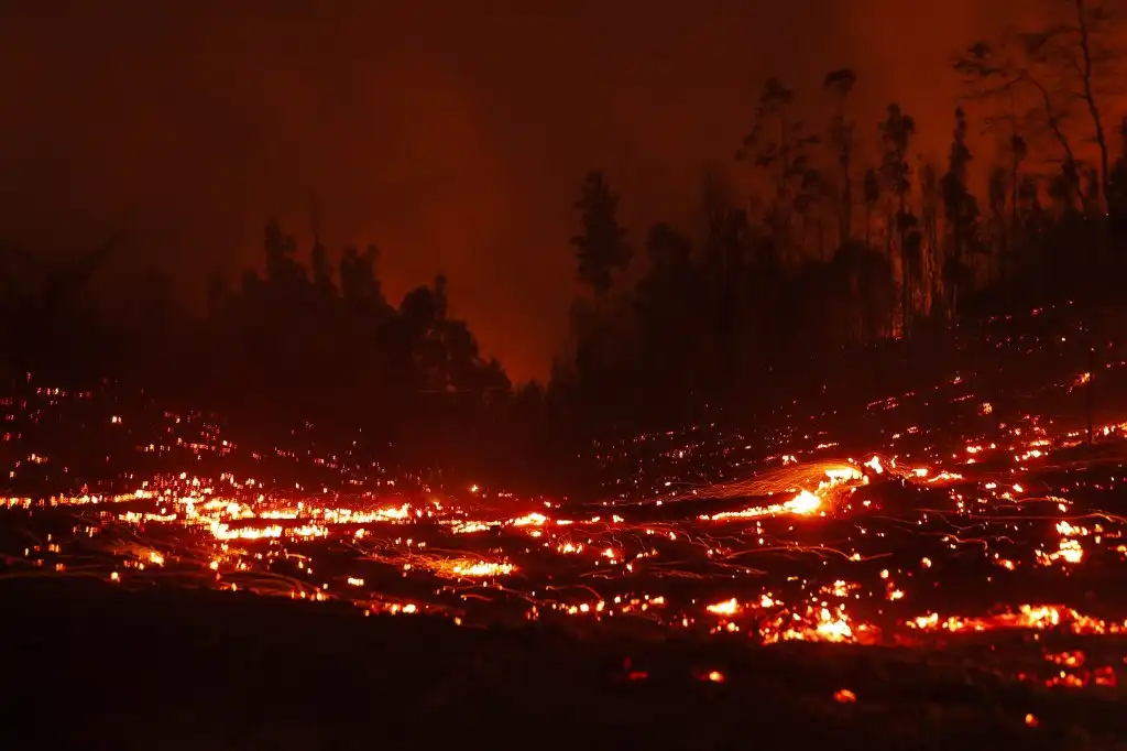 Animales, las otras víctimas de los incendios en Chile