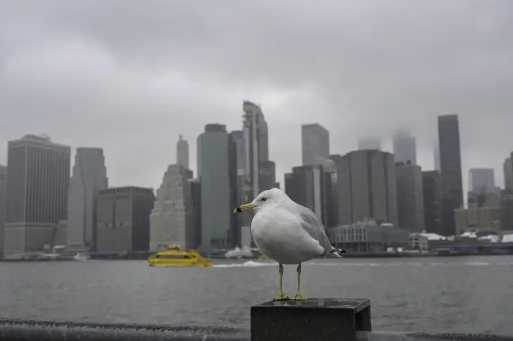 Gaviota y Manhattan