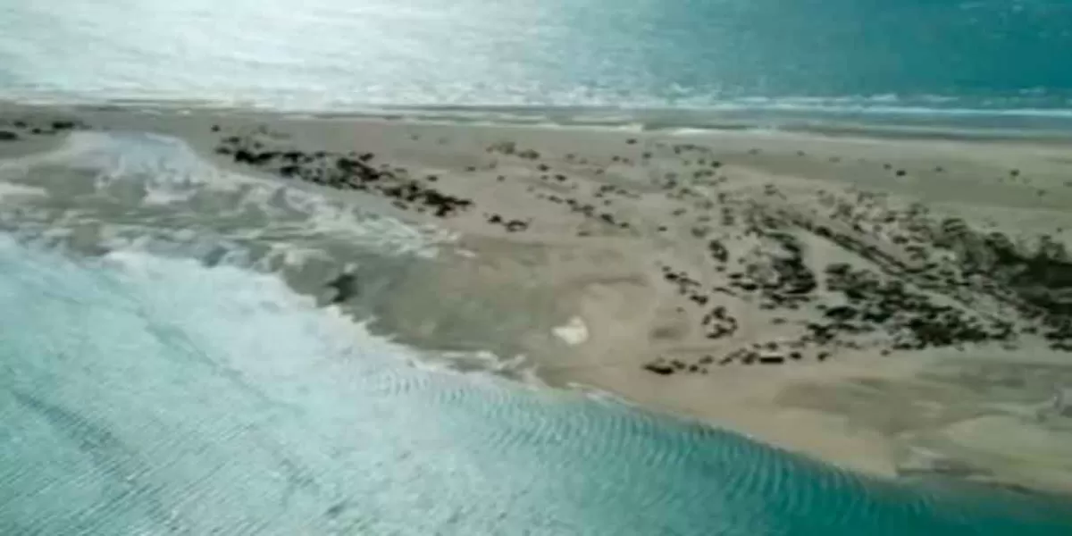 Hallan cuerpo en playas de Caborca; sería de otro poblano desaparecido