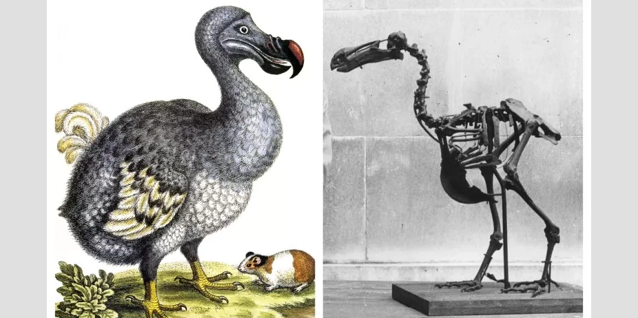 Resucitar al pájaro dodo podría traer muy malas consecuencias