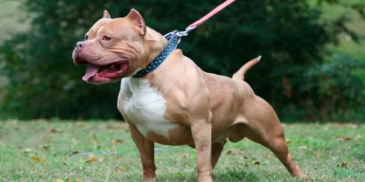 FOTOS. Mujer de la tercera edad es AT4CADA por pitbull en Izúcar
