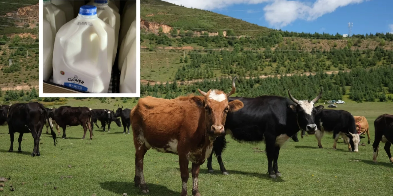 Hito histórico: China clona vacas que dan miles de litros de leche