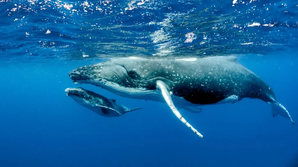Las ballenas dejan de cantar para seducir: ahora compiten
