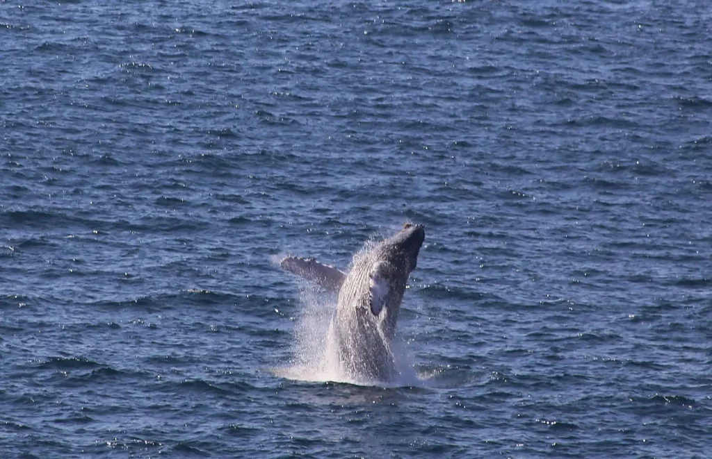 El excremento de ballena tiene nutrimentos que benefician al ecosistema