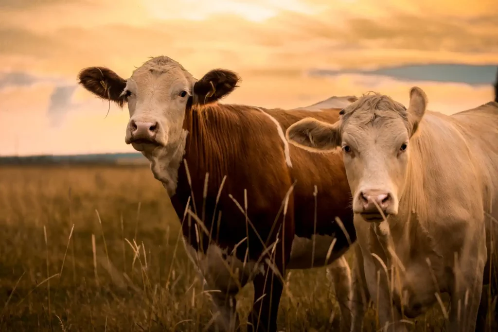Agricultores hacen funcionar sus tractores con excremento de vaca