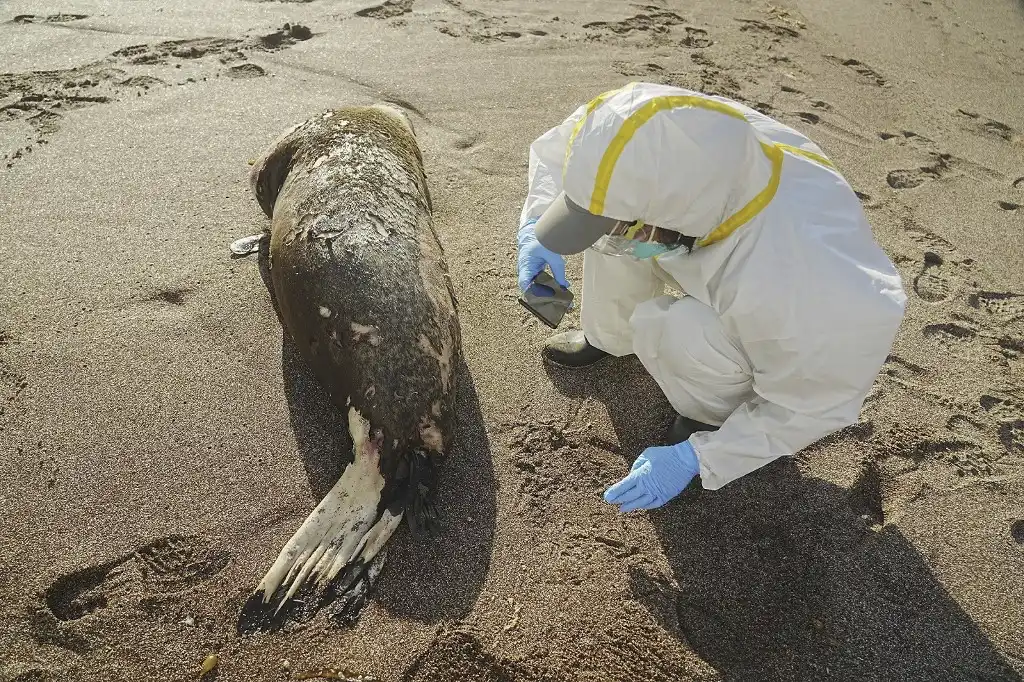 La fauna marina de Perú es alcanzada por la influenza aviar