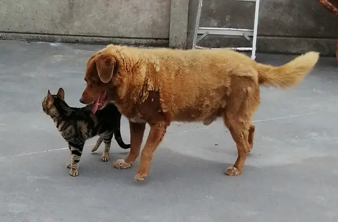 perro longevo bobi