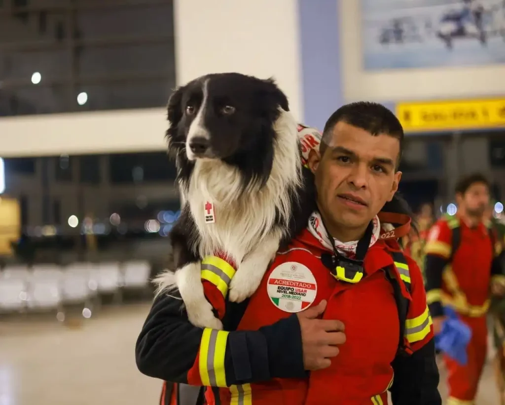 perros de rescate Turquía y Siria