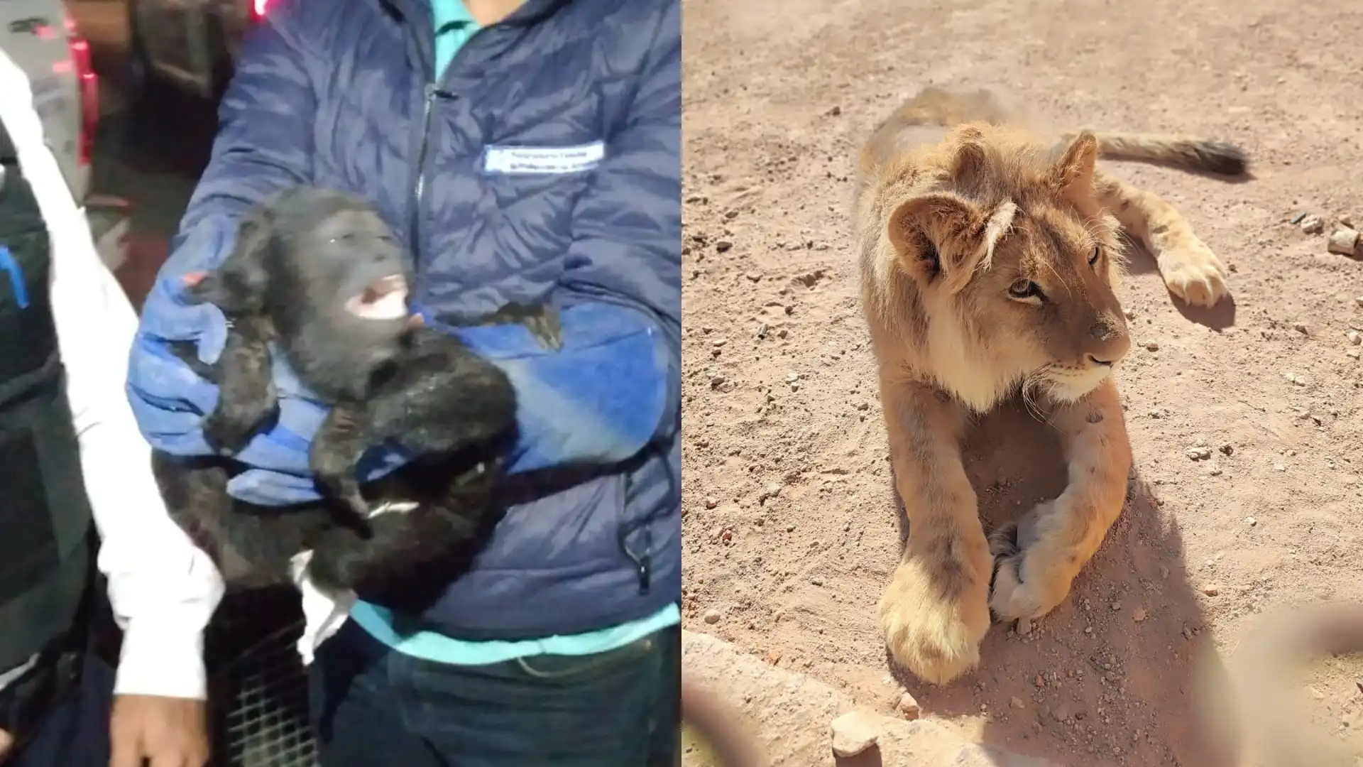 Localizan un mono aullador y a un león africano en Aguascalientes