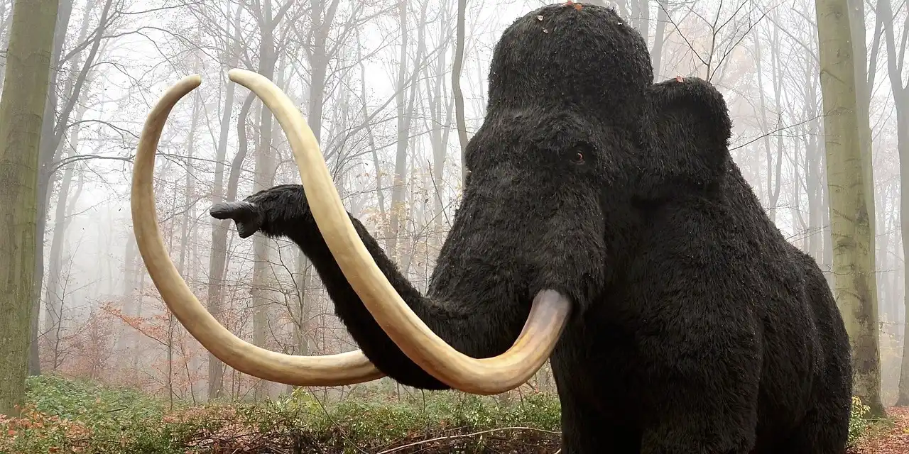 Científicos crean una albóndiga de mamut lanudo