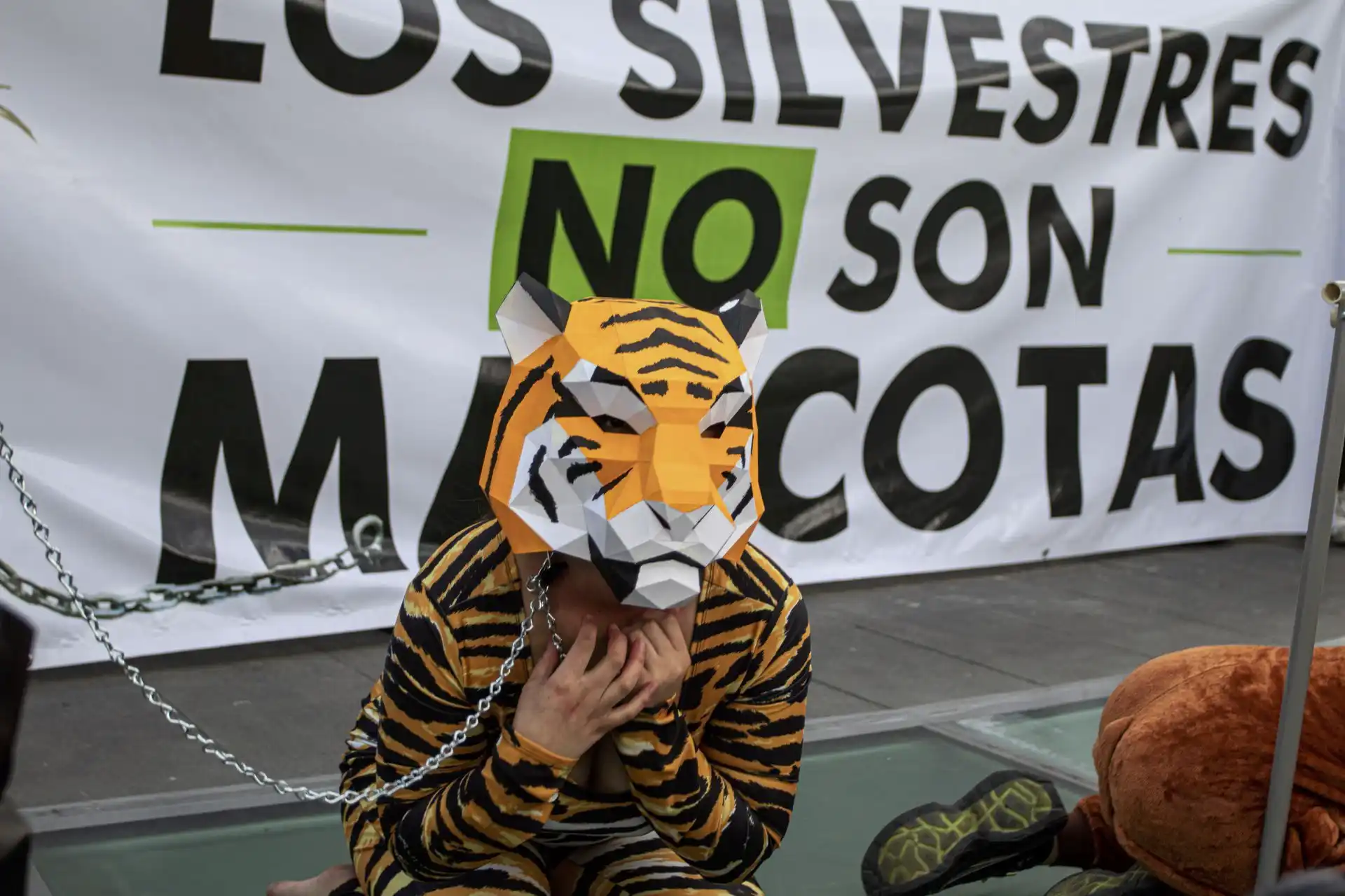 Los animales silvestres no son mascotas