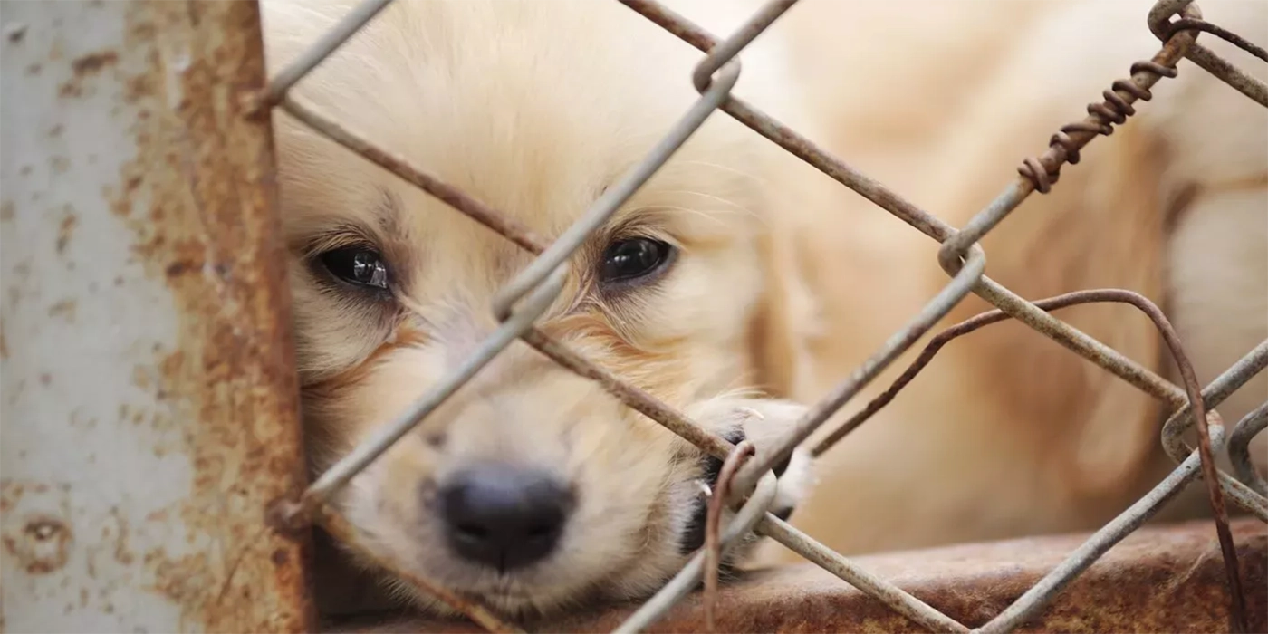 Sujeto es procesado por matar de hambre a más de mil perros