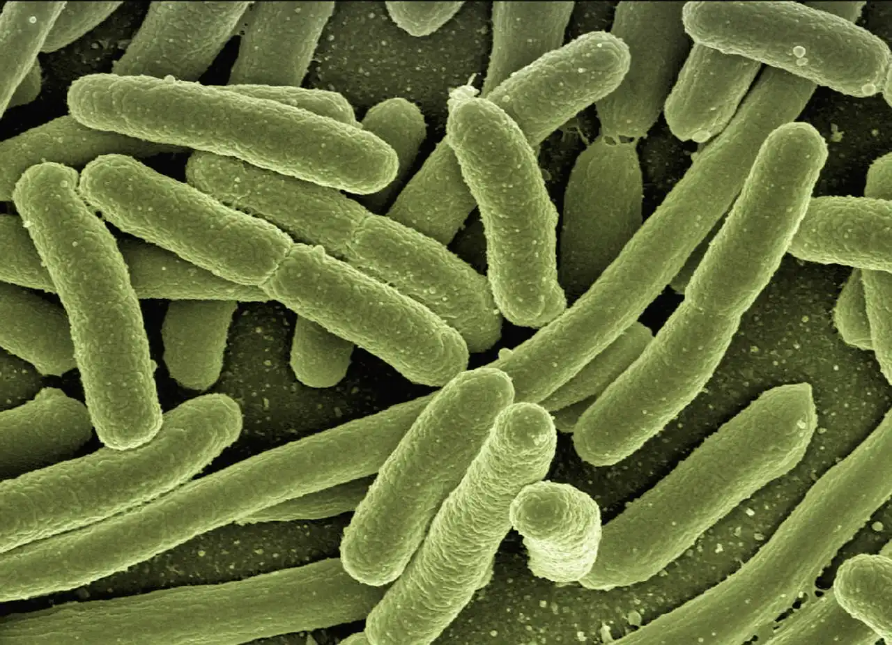Cómo funcionan las bacterias &#8216;buenas&#8217; en el organismo