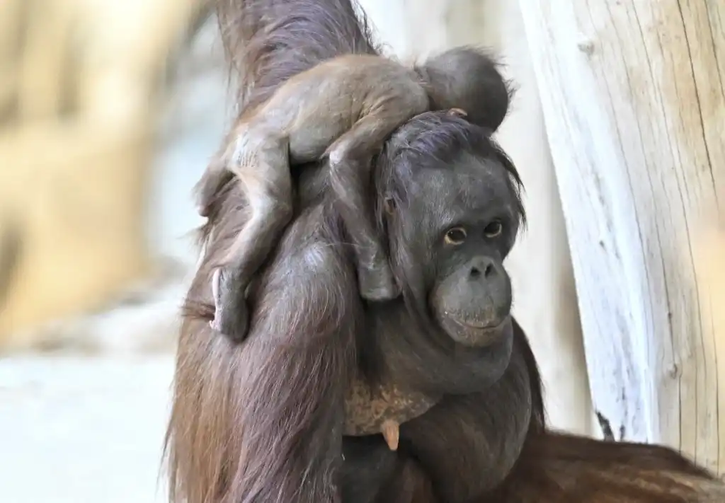 Bebé orangután