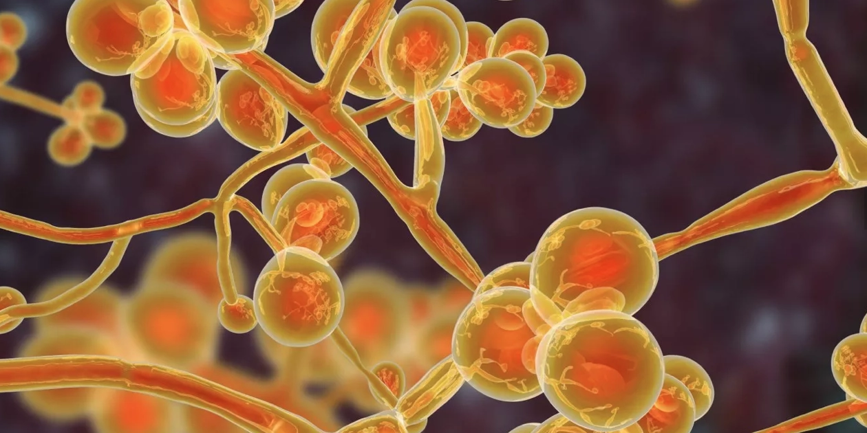 ‘Candida auris’, un hongo mortal que está atacando a todo EUA