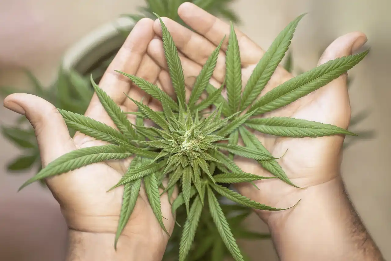 EUA cannabis