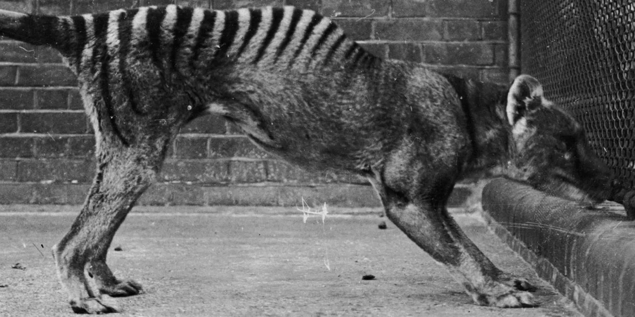 lobo de Tasmania