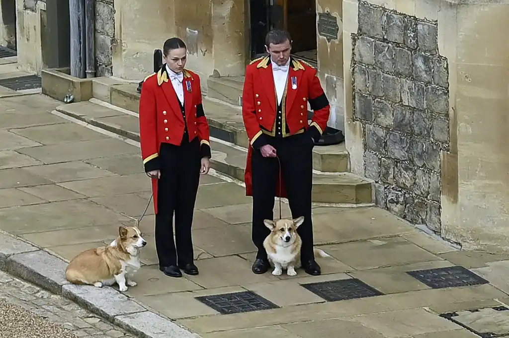 Perros Reina Isabel II