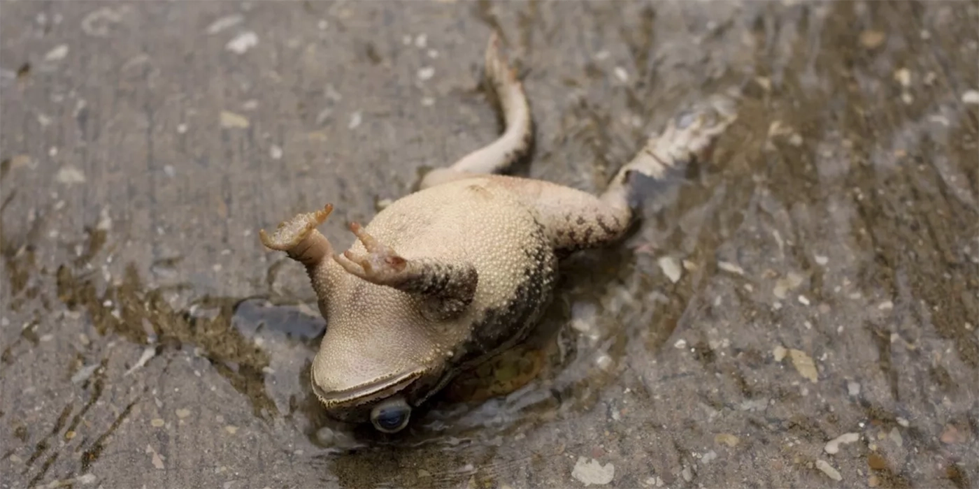 ¿Por qué las ranas están desapareciendo en todo el mundo?
