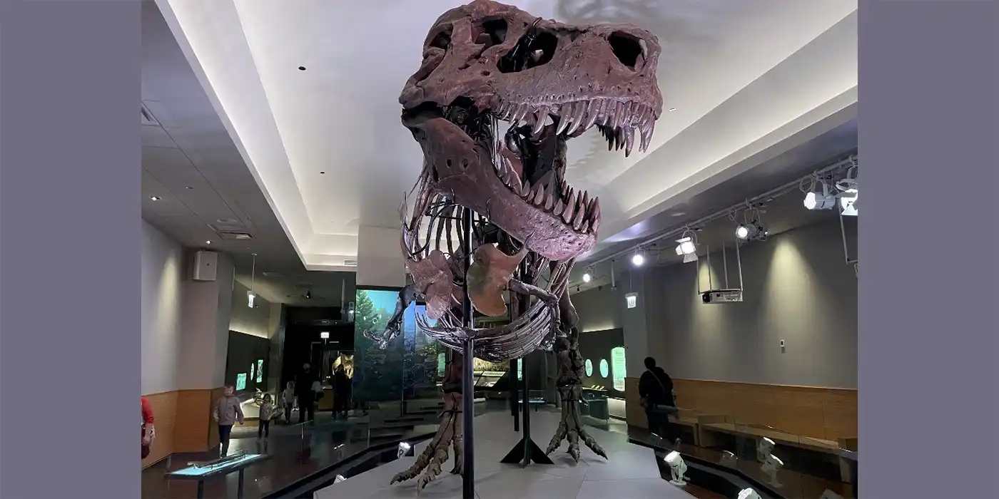 Sue tiranosaurio