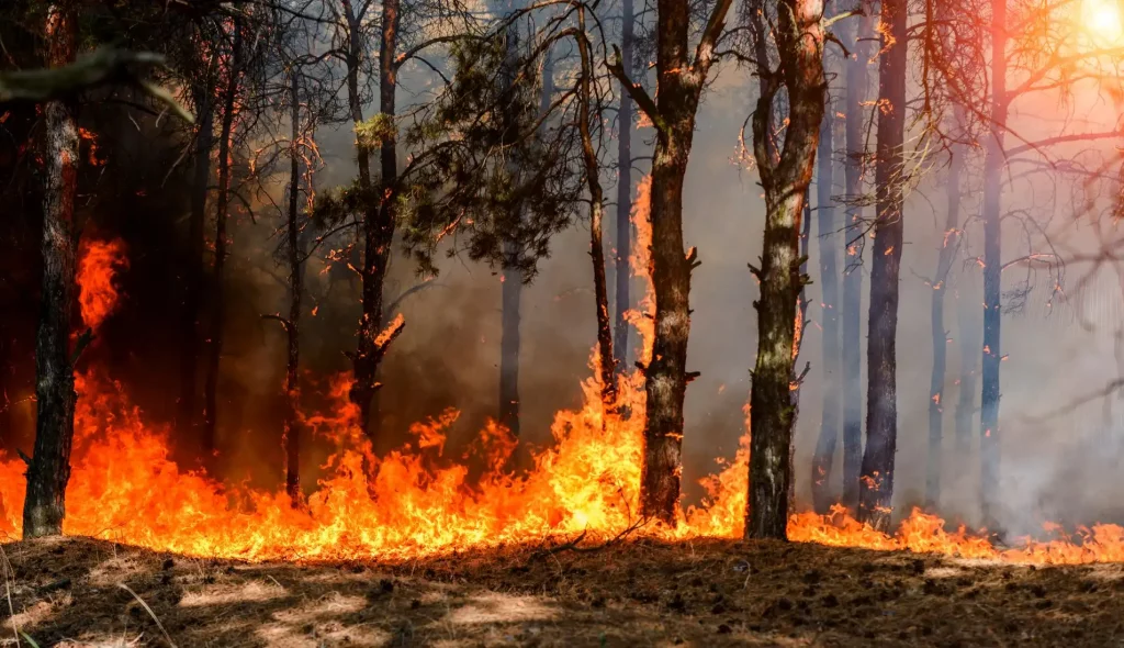 Incendios boreales: qué son y por qué representan una bomba de carbono