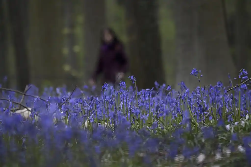 Bosque azul