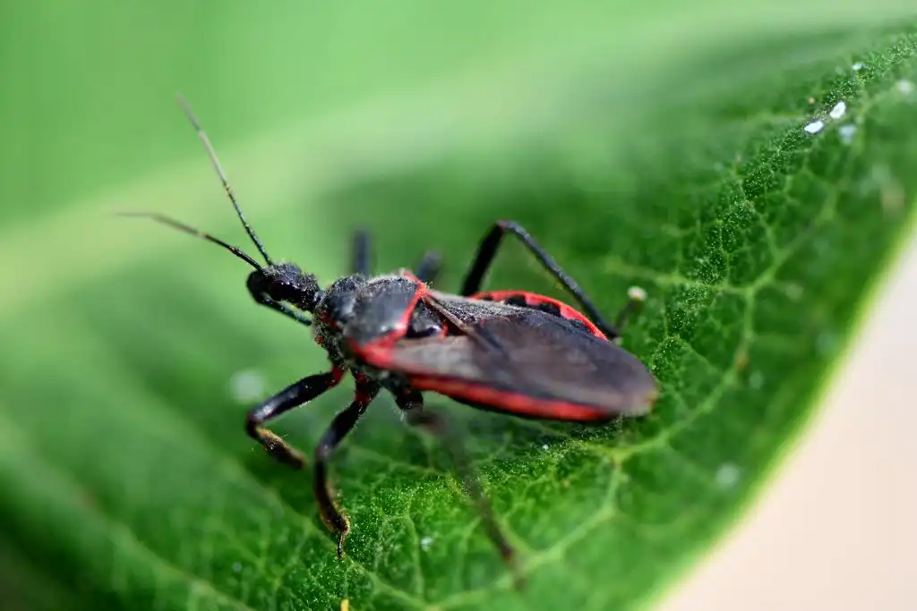 Chagas América Latina