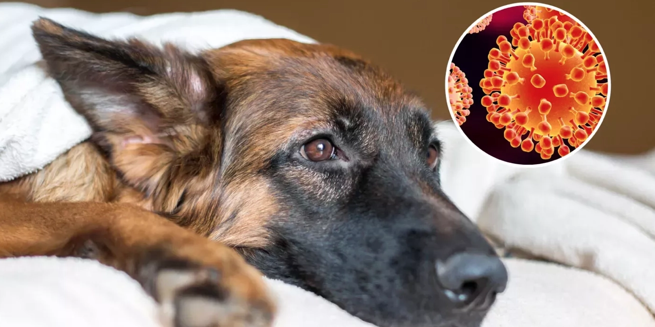 perro virus