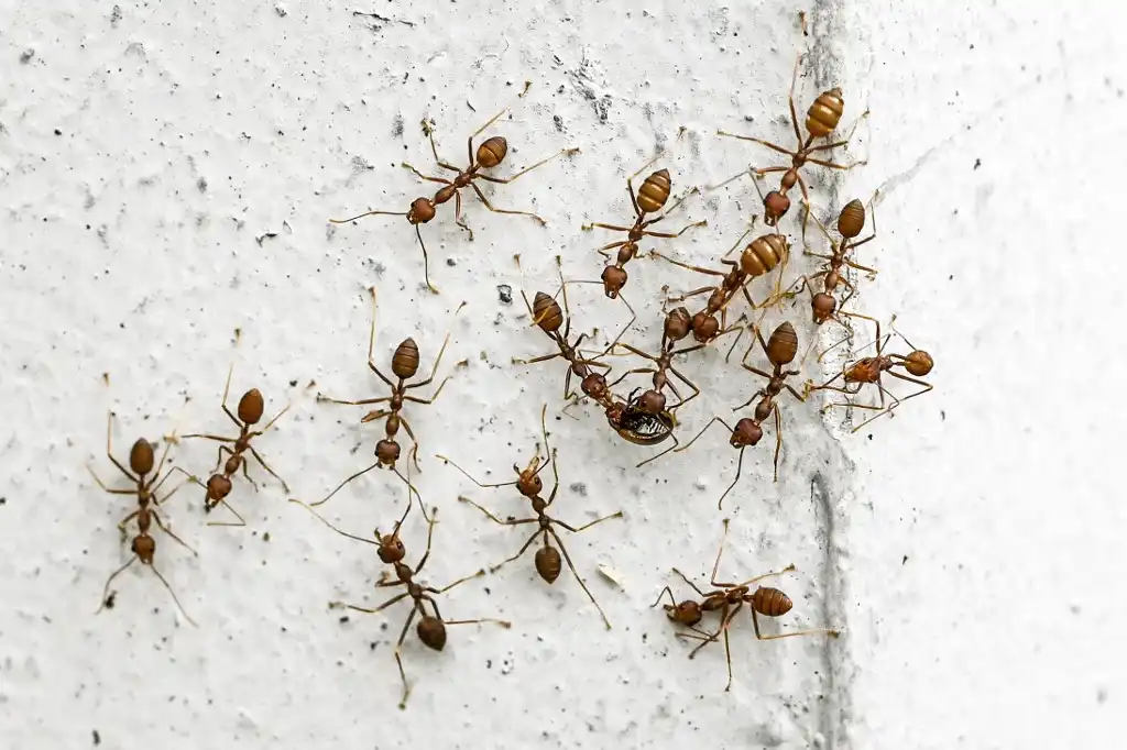 Hormigas rojas de Borneo