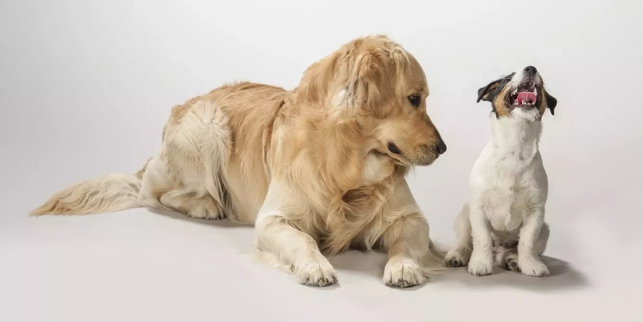 perros grandes