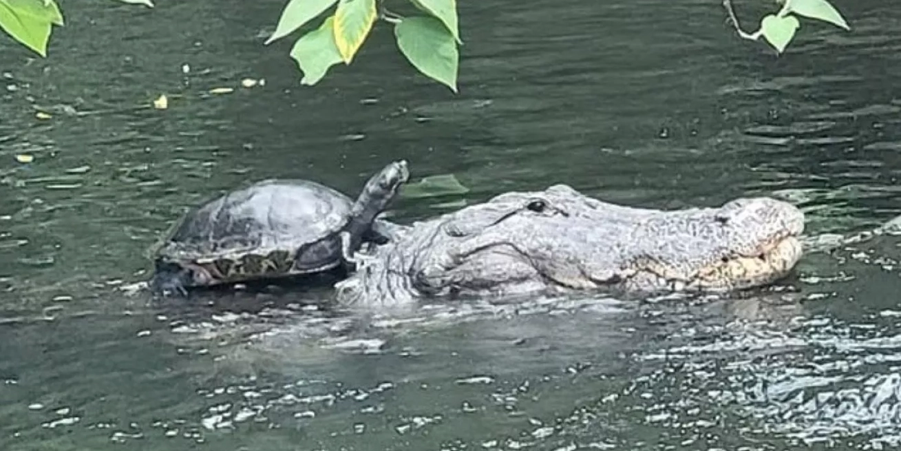tortuga caimán