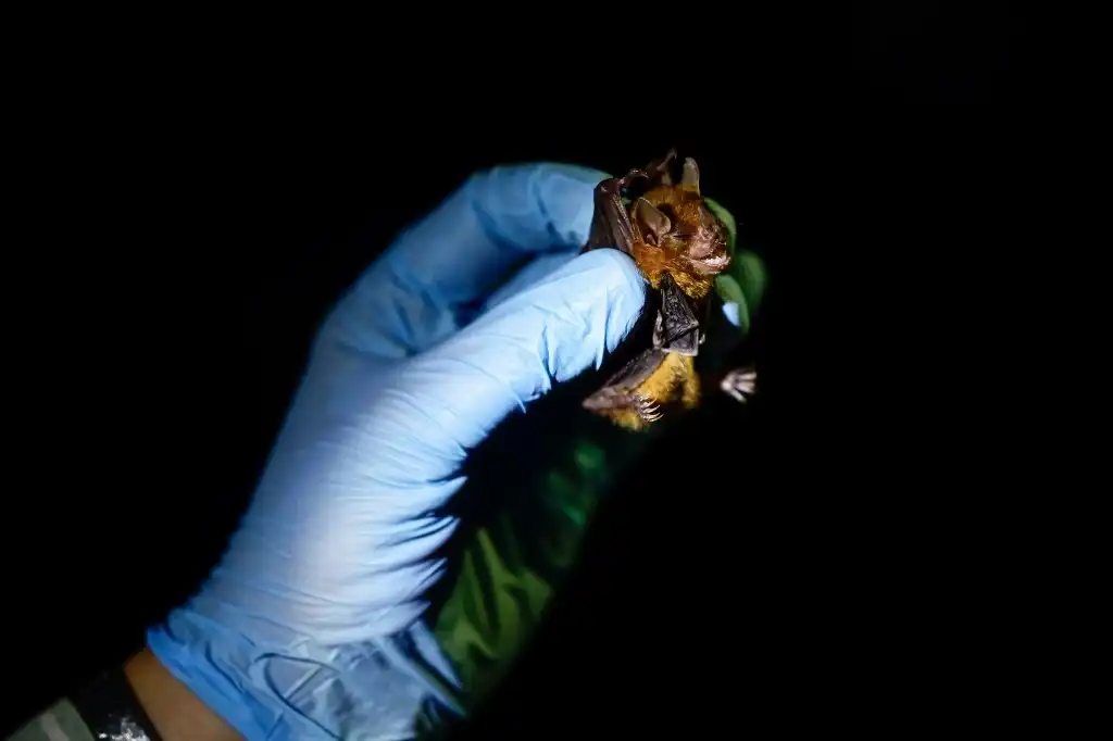 Científicos rastrean virus en Yucatán que podrían originar nuevas pandemias