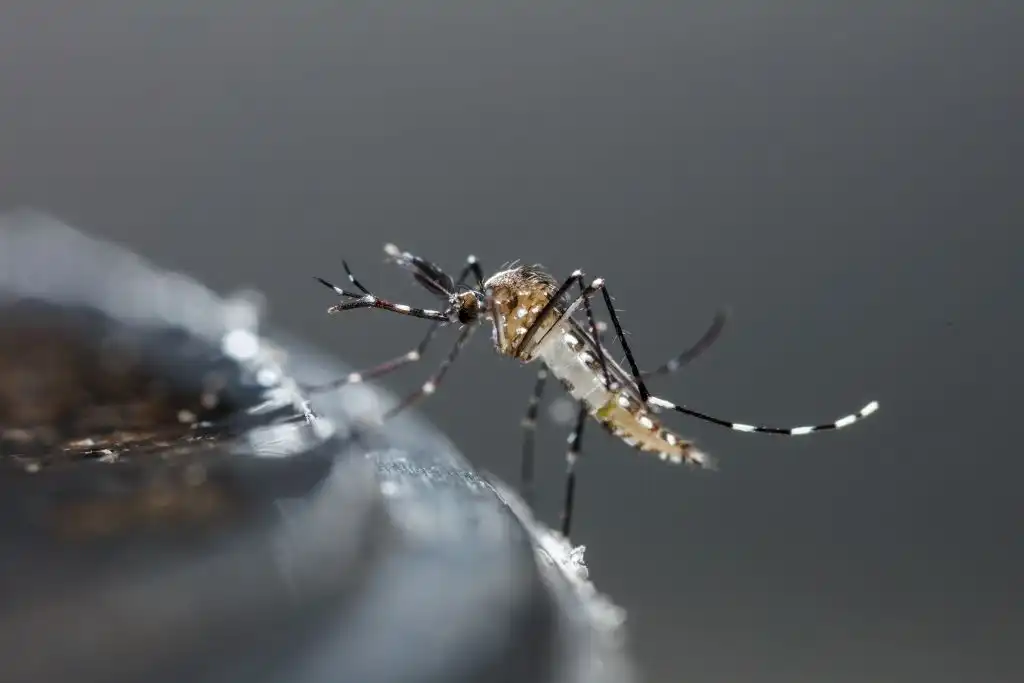 dengue y chikungunya OMS