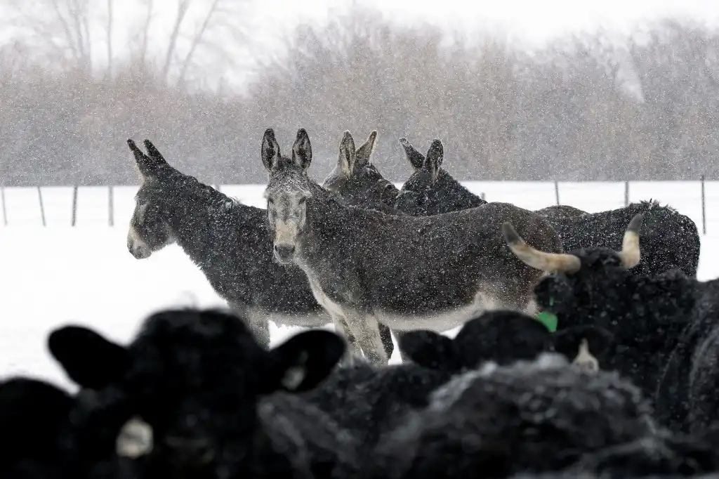 Granjeros combaten al lobo gris con burros salvajes