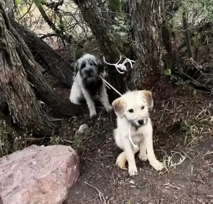 Abandonan a dos perros en cerro de Pachuca